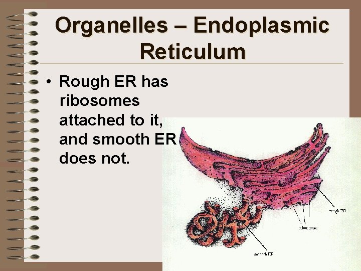 Organelles – Endoplasmic Reticulum • Rough ER has ribosomes attached to it, and smooth