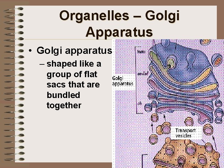 Organelles – Golgi Apparatus • Golgi apparatus – shaped like a group of flat
