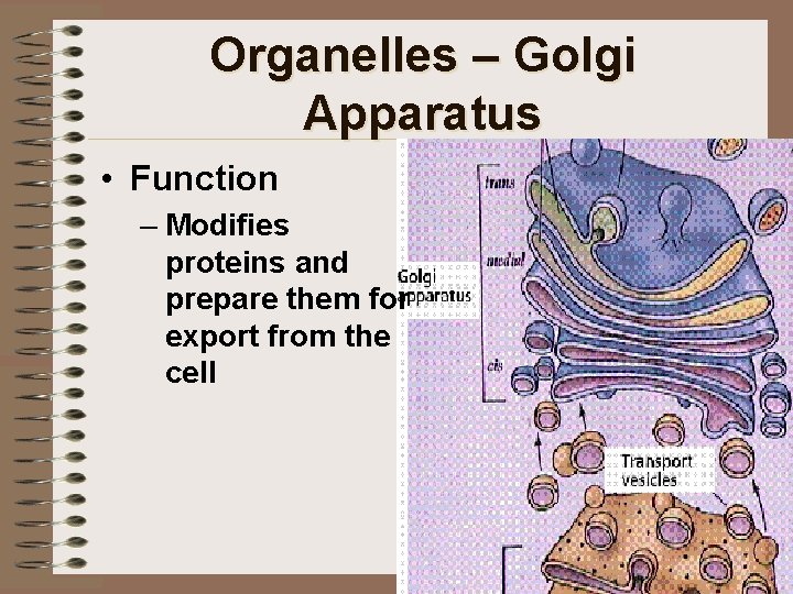 Organelles – Golgi Apparatus • Function – Modifies proteins and prepare them for export