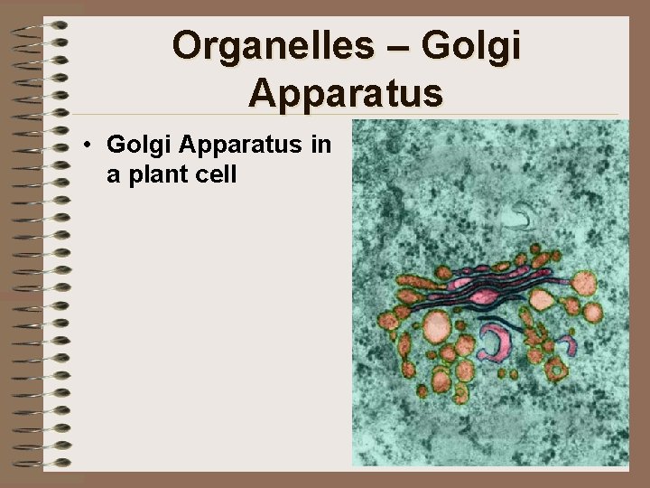 Organelles – Golgi Apparatus • Golgi Apparatus in a plant cell 