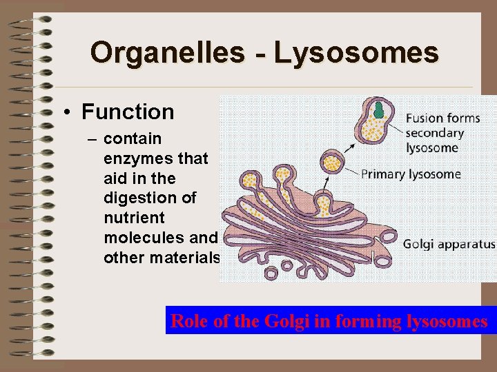 Organelles - Lysosomes • Function – contain enzymes that aid in the digestion of