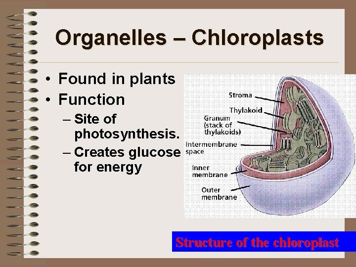 Organelles – Chloroplasts • Found in plants • Function – Site of photosynthesis. –