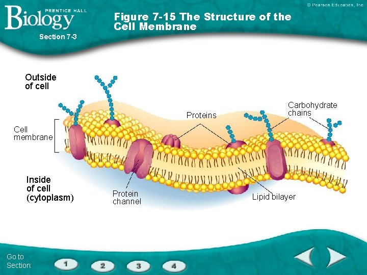 Section 7 -3 Figure 7 -15 The Structure of the Cell Membrane Outside of