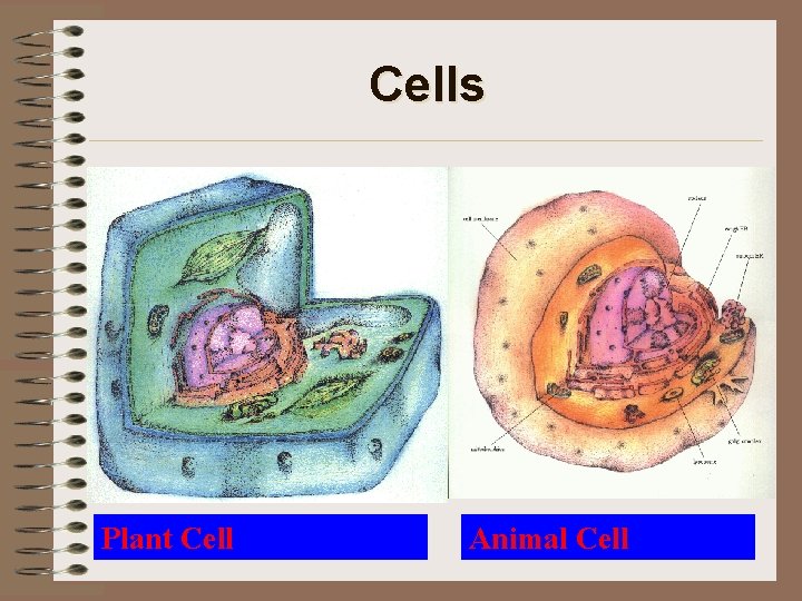 Cells Plant Cell Animal Cell 