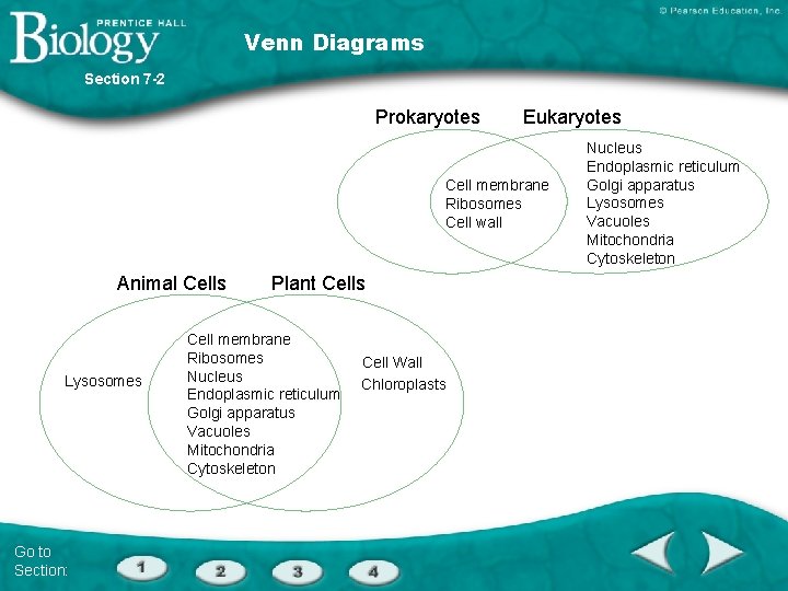 Venn Diagrams Section 7 -2 Prokaryotes Eukaryotes Cell membrane Ribosomes Cell wall Animal Cells