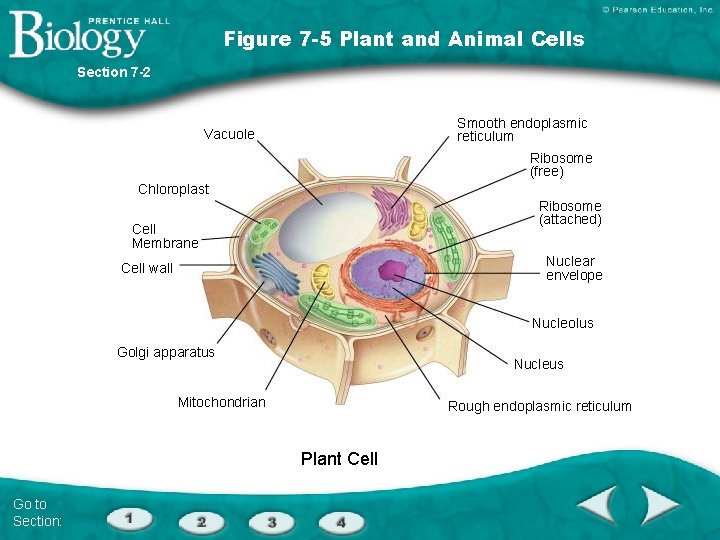 Figure 7 -5 Plant and Animal Cells Section 7 -2 Smooth endoplasmic reticulum Vacuole