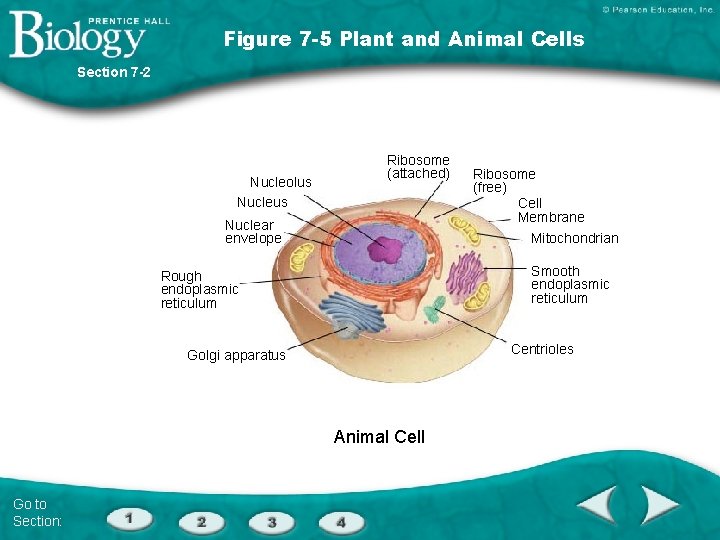 Figure 7 -5 Plant and Animal Cells Section 7 -2 Nucleolus Nucleus Ribosome (attached)