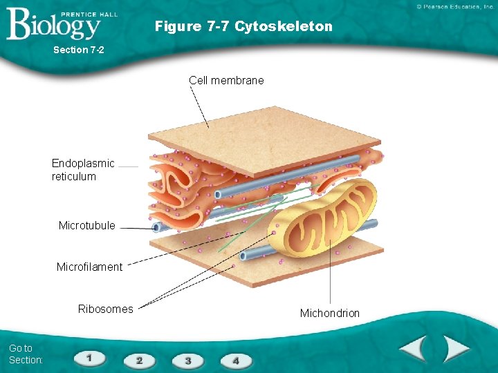 Figure 7 -7 Cytoskeleton Section 7 -2 Cell membrane Endoplasmic reticulum Microtubule Microfilament Ribosomes