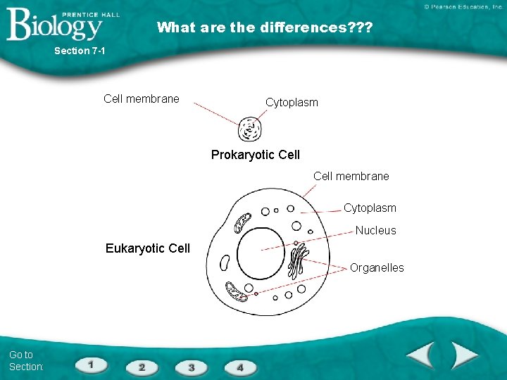 What are the differences? ? ? Section 7 -1 Cell membrane Cytoplasm Prokaryotic Cell