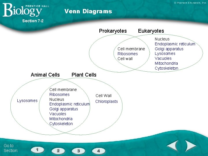 Venn Diagrams Section 7 -2 Prokaryotes Eukaryotes Cell membrane Ribosomes Cell wall Animal Cells
