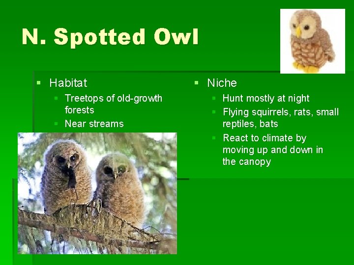 N. Spotted Owl § Habitat § Treetops of old-growth forests § Near streams §