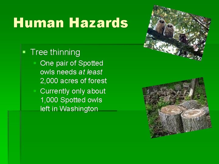 Human Hazards § Tree thinning § One pair of Spotted owls needs at least