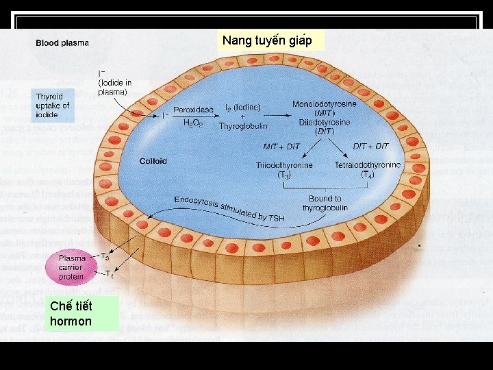 Nang tuyê n gia p Chê tiê t hormon 