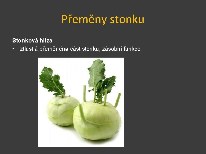 Přeměny stonku Stonková hlíza • ztlustlá přeměněná část stonku, zásobní funkce 