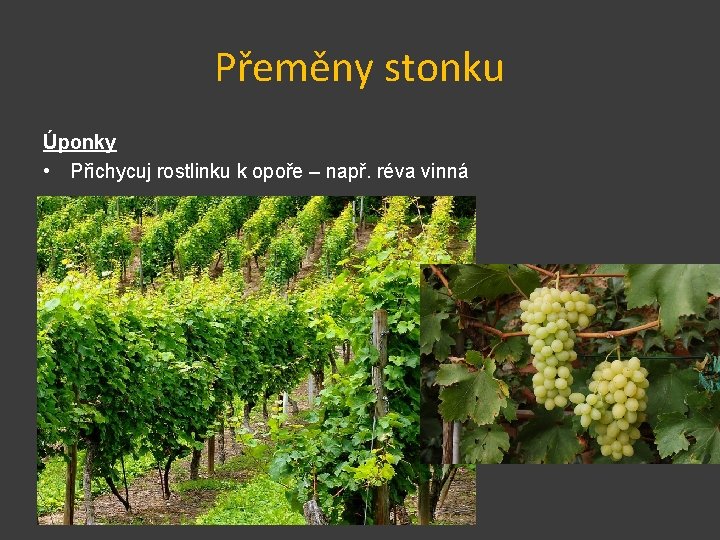 Přeměny stonku Úponky • Přichycuj rostlinku k opoře – např. réva vinná 