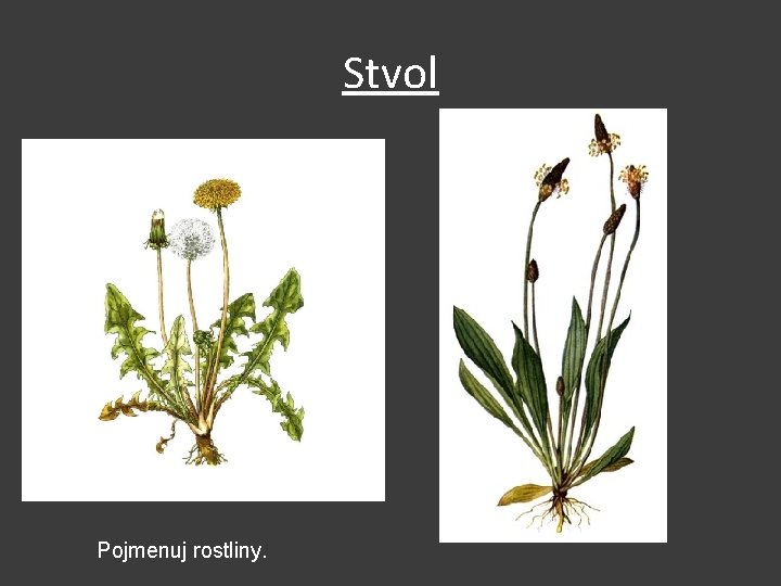 Stvol Pojmenuj rostliny. 