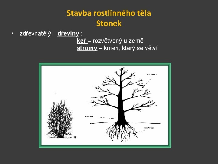 Stavba rostlinného těla Stonek • zdřevnatělý – dřeviny : keř – rozvětvený u země