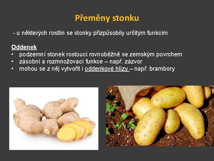 Přeměny stonku - u některých rostlin se stonky přizpůsobily určitým funkcím Oddenek • podzemní