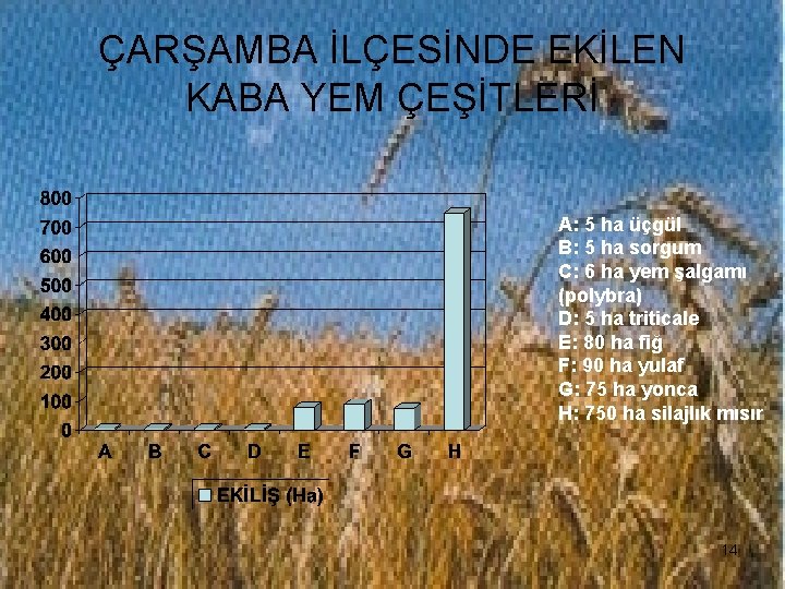 ÇARŞAMBA İLÇESİNDE EKİLEN KABA YEM ÇEŞİTLERİ A: 5 ha üçgül B: 5 ha sorgum