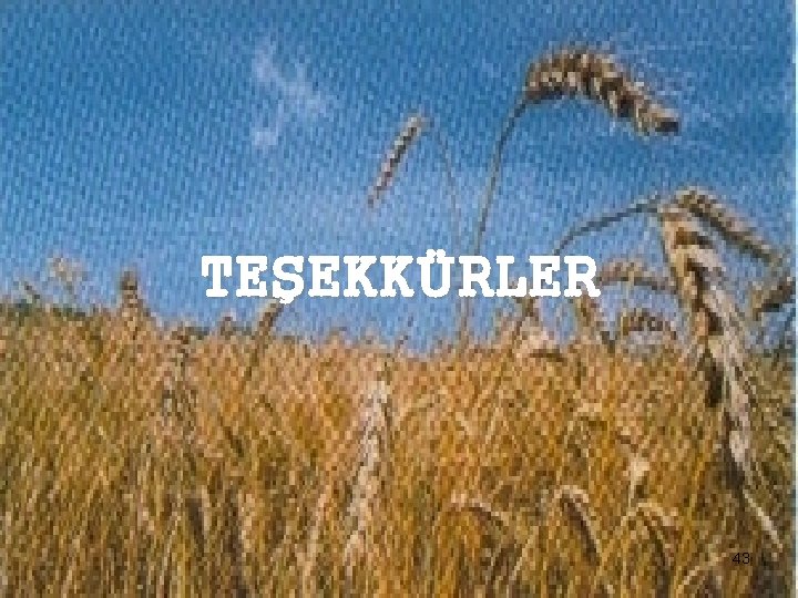 TEŞEKKÜRLER 43 