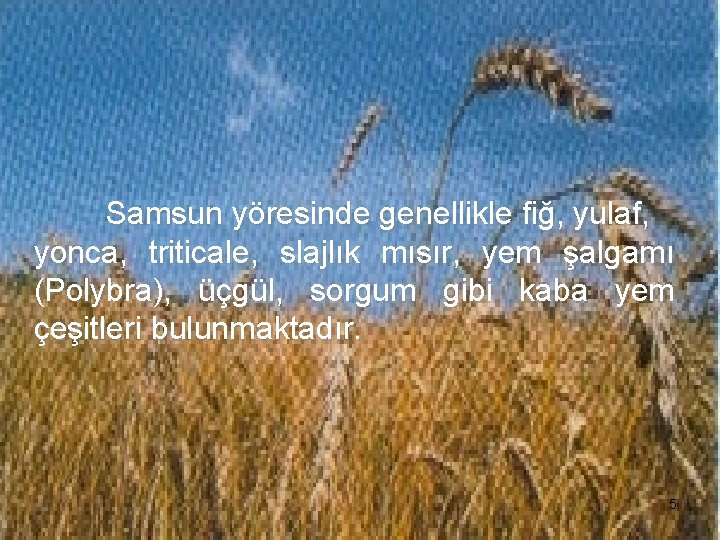 Samsun yöresinde genellikle fiğ, yulaf, yonca, triticale, slajlık mısır, yem şalgamı (Polybra), üçgül, sorgum