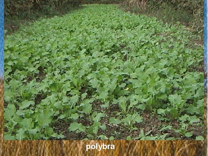 polybra 9 