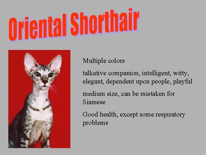 Multiple colors talkative companion, intelligent, witty, elegant, dependent upon people, playful medium size, can