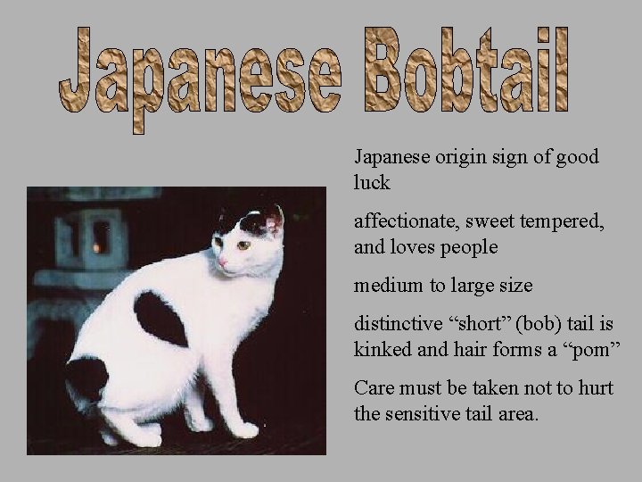 Japanese origin sign of good luck affectionate, sweet tempered, and loves people medium to