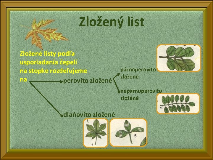 Zložený list Zložené listy podľa usporiadania čepelí na stopke rozdeľujeme na perovito zložené párnoperovito