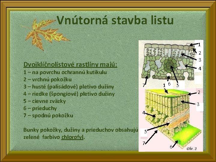 Vnútorná stavba listu 11 2 3 Dvojklíčnolistové rastliny majú: 1 – na povrchu ochrannú