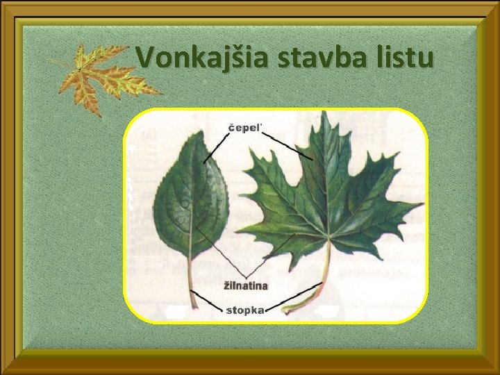 Vonkajšia stavba listu 