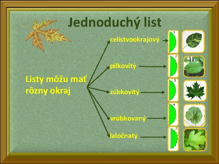 Jednoduchý list celistvookrajový pílkovitý Listy môžu mať rôzny okraj zúbkovitý vrúbkovaný laločnatý 