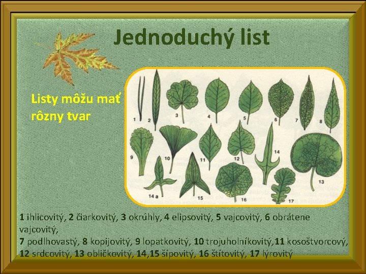 Jednoduchý list Listy môžu mať rôzny tvar 1 ihlicovitý, 2 čiarkovitý, 3 okrúhly, 4