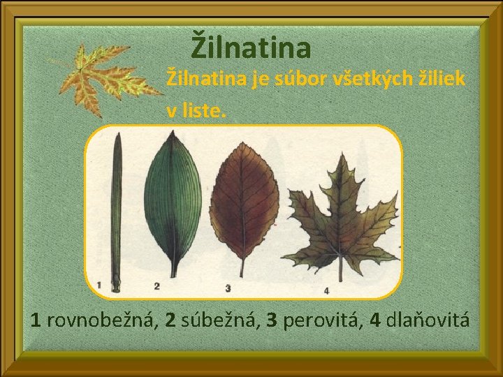 Žilnatina je súbor všetkých žiliek v liste. 1 rovnobežná, 2 súbežná, 3 perovitá, 4