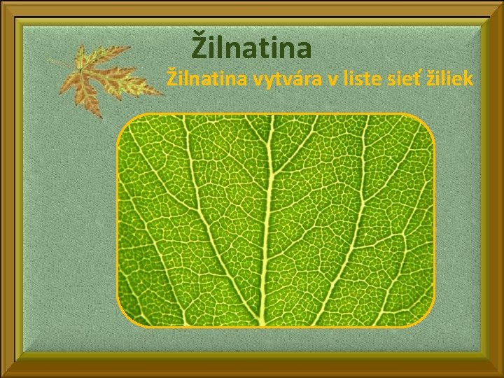 Žilnatina vytvára v liste sieť žiliek 