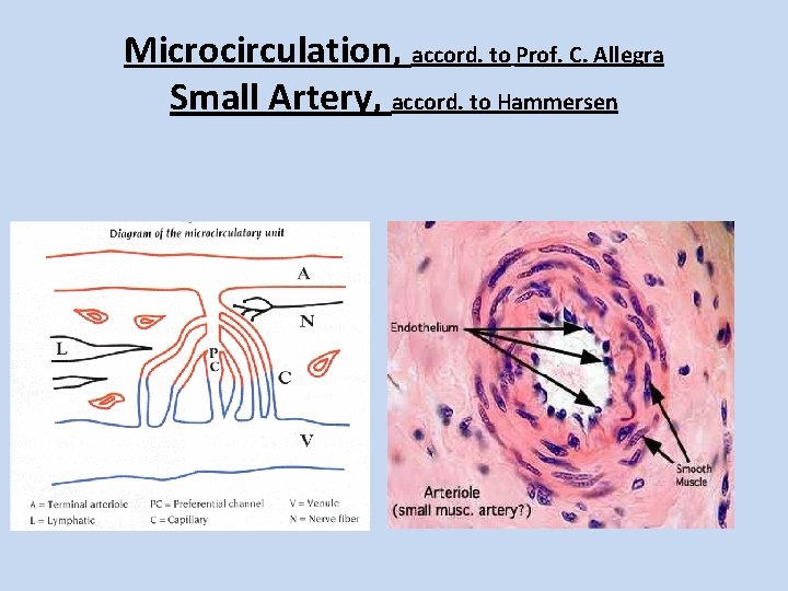 Microcirculation, accord. to Prof. C. Allegra Small Artery, accord. to Hammersen 
