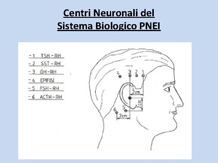 Centri Neuronali del Sistema Biologico PNEI 