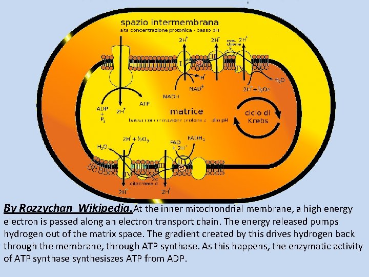 By Rozzychan Wikipedia. At the inner mitochondrial membrane, a high energy electron is passed