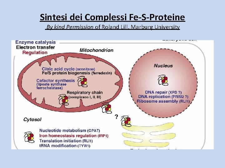 Sintesi dei Complessi Fe-S-Proteine By kind Permission of Roland Lill, Marburg University 