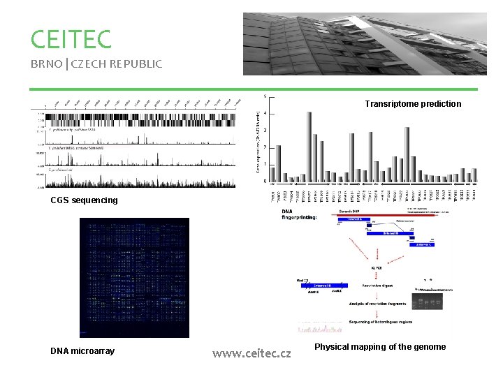 CEITEC BRNO | CZECH REPUBLIC Transriptome prediction CGS sequencing DNA microarray www. ceitec. cz