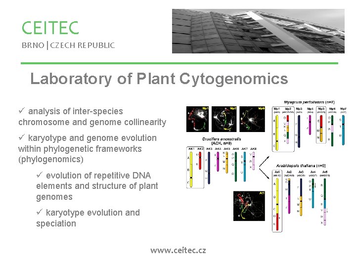 CEITEC BRNO | CZECH REPUBLIC Laboratory of Plant Cytogenomics ü analysis of inter-species chromosome