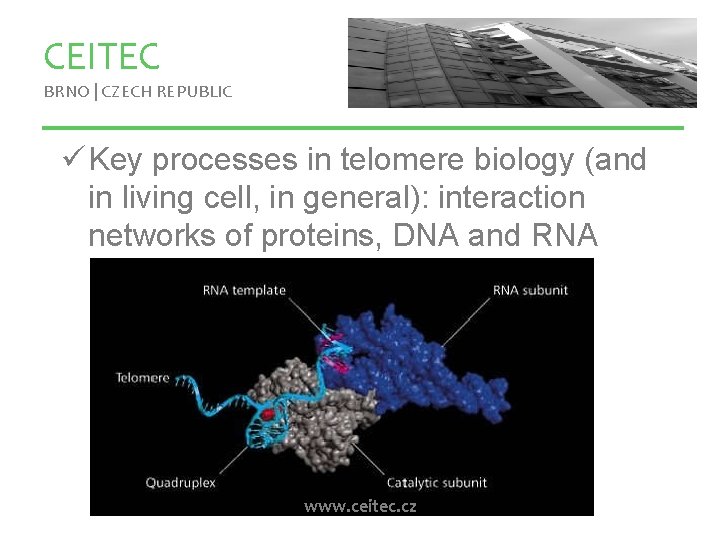 CEITEC BRNO | CZECH REPUBLIC ü Key processes in telomere biology (and in living