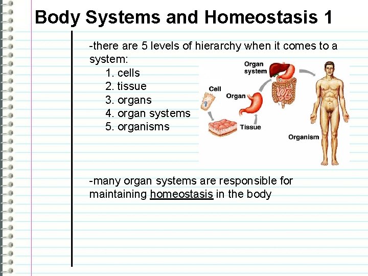 Body Systems and Homeostasis 1 -there are 5 levels of hierarchy when it comes