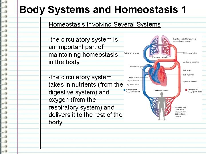 Body Systems and Homeostasis 1 Homeostasis Involving Several Systems -the circulatory system is an