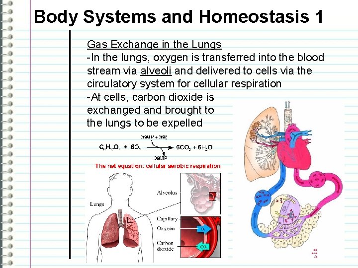 Body Systems and Homeostasis 1 Gas Exchange in the Lungs -In the lungs, oxygen