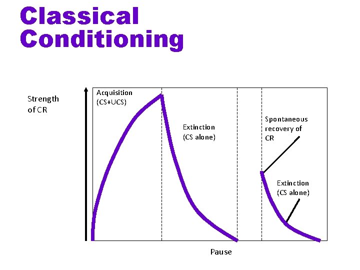 Classical Conditioning Strength of CR Acquisition (CS+UCS) Extinction (CS alone) Spontaneous recovery of CR