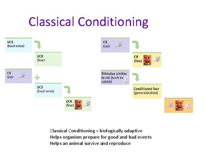 Classical Conditioning = biologically adaptive Helps organism prepare for good and bad events Helps