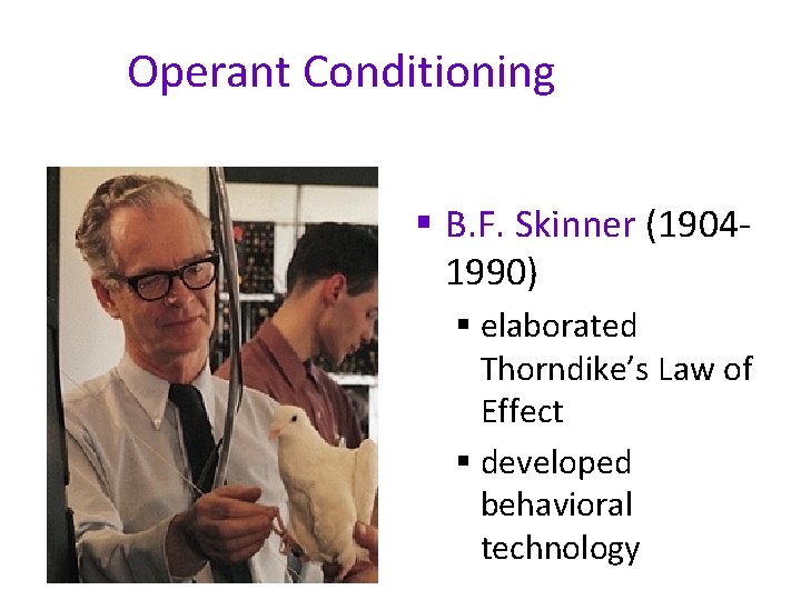 Operant Conditioning § B. F. Skinner (19041990) § elaborated Thorndike’s Law of Effect §