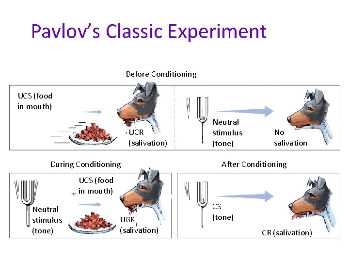 Pavlov’s Classic Experiment Before Conditioning UCS (food in mouth) UCR (salivation) During Conditioning Neutral