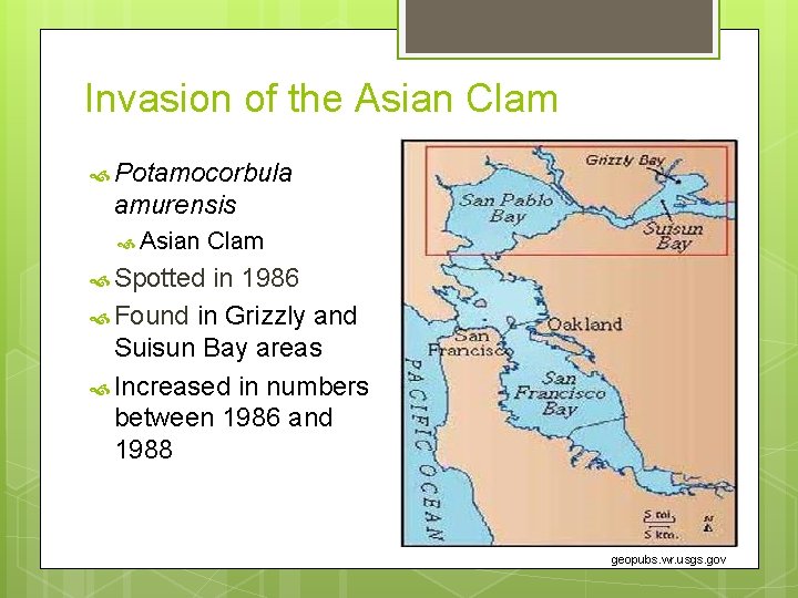 Invasion of the Asian Clam Potamocorbula amurensis Asian Clam Spotted in 1986 Found in